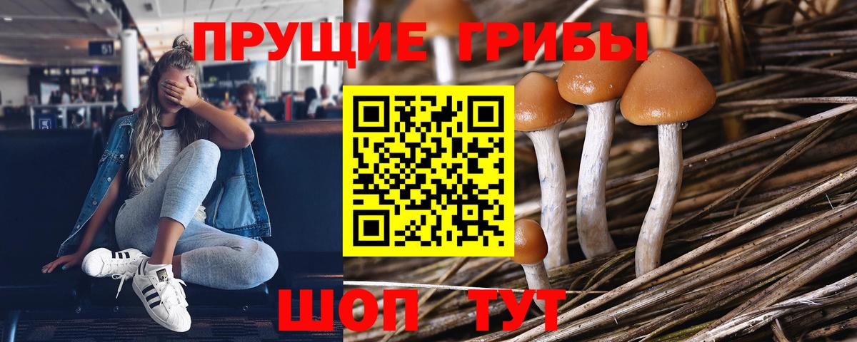 Псилоцибиновые грибы мицелий Лосино-Петровский